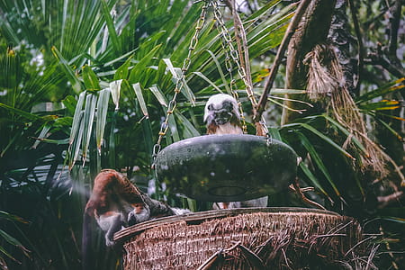 Black Feeding Plate thumbnail