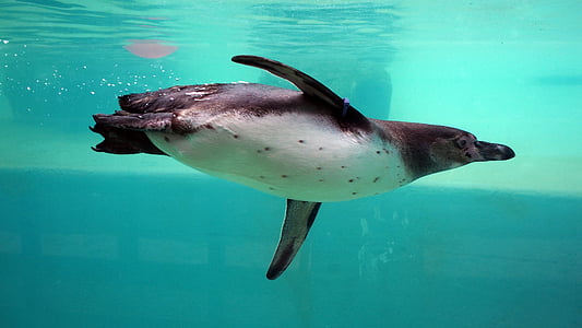 white and black penguin underwater thumbnail