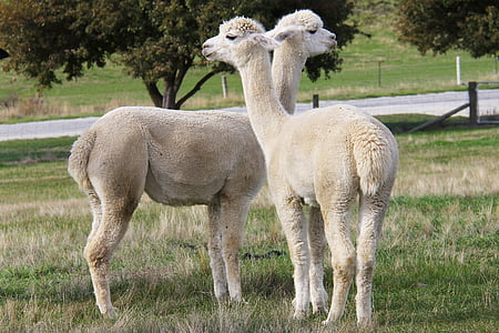 two white llamas standing on green grass field near road during daytime thumbnail