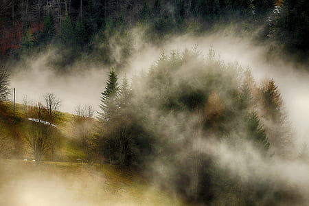 green pine trees digital wallpaper thumbnail
