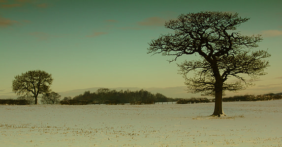 tree under green and white sky thumbnail