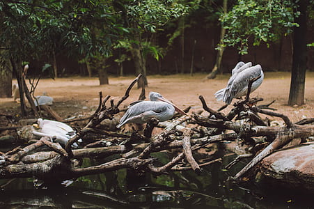 birds on driftwood thumbnail
