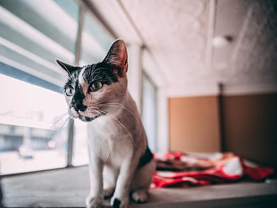 selective focus photography of white and gray cat thumbnail