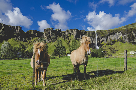 two brown horse on green ricefield thumbnail