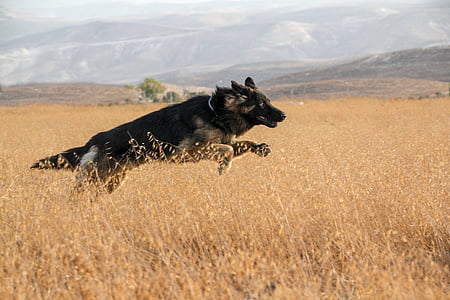 German Shepherd on brown grass field thumbnail