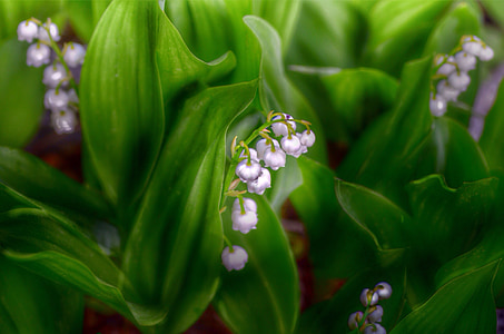 purple flowers thumbnail