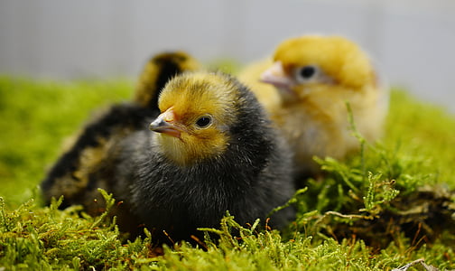 shallow focus photography three black chicks thumbnail