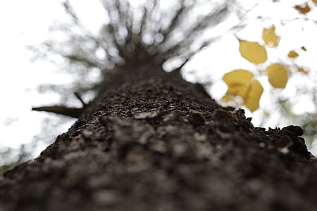 worm's eye view of a leafless tree thumbnail