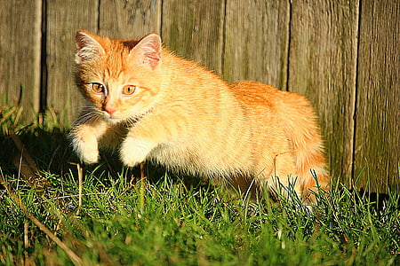 orange tabby kitten jumping on green grass during daytime thumbnail