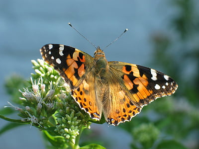 painted lady butterfly perched on green leaf thumbnail