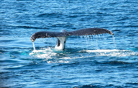 whale's tale flapping thumbnail