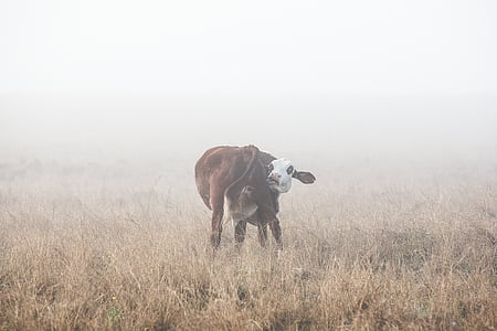 black and white cattle on brown grass field during daytime thumbnail