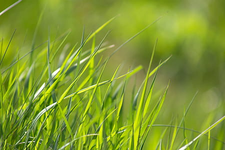 nature, grass, blur, leaves thumbnail