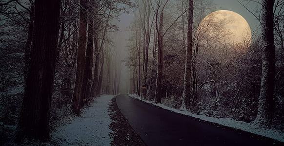 trees and moon during nightime thumbnail
