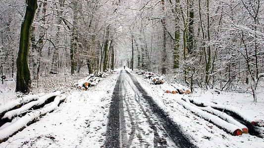 snow covered road between bare trees thumbnail