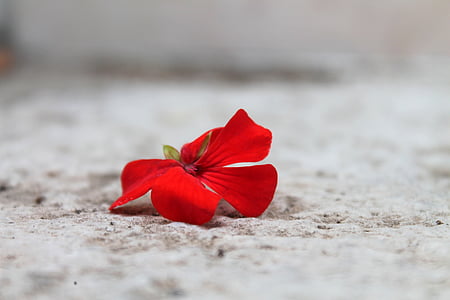 red geranium flower on brown surface thumbnail