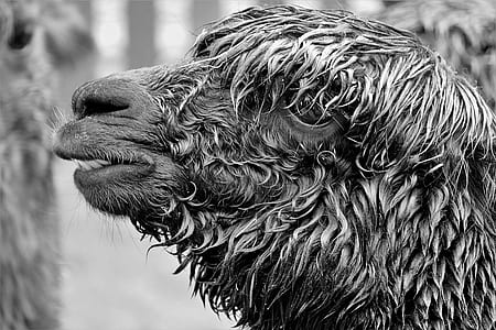 grayscale photography of sheep thumbnail