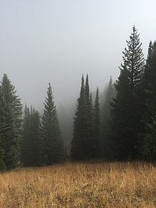 landscape photo of pine trees thumbnail