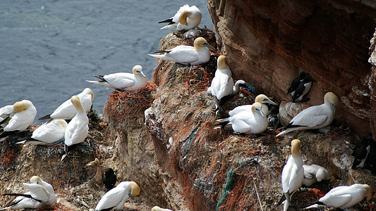 flock of seagull thumbnail