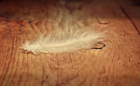 close-up photo of white feather thumbnail