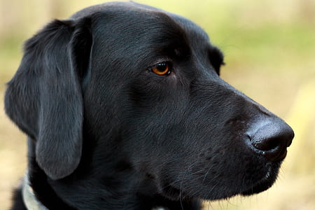 selective focus photography of black Labrador retriever thumbnail