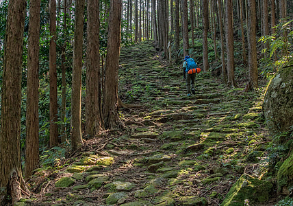 person hiking surrounded by trees thumbnail