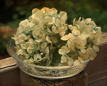 Dried Hydrangeas In Glass Bowl thumbnail