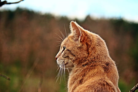 adult orange tabby cat looking towards left thumbnail