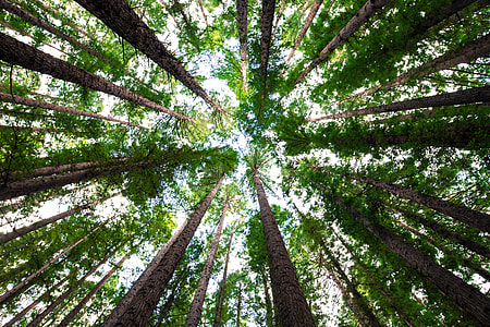 low angle of tall green tress thumbnail