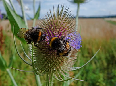 two black-and-yellow bee perched on thistle flower selective focus photography thumbnail