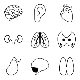 Organs svg vector icon sets