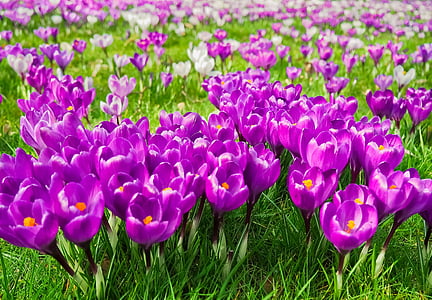 purple tulip field thumbnail