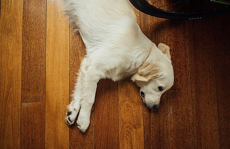 adult Labrador Retriever laying on brown surface thumbnail