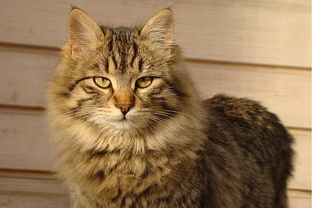 gray cat thumbnail