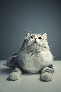 closeup photo of silver Tabby cat looking up on white panel thumbnail