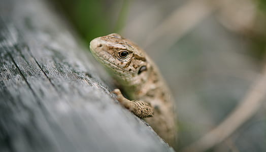 selective focus photography of clmbing lizard thumbnail