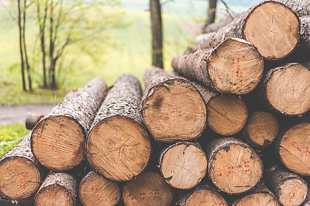 Stack of Felled Trees Felling Forestry Operations thumbnail