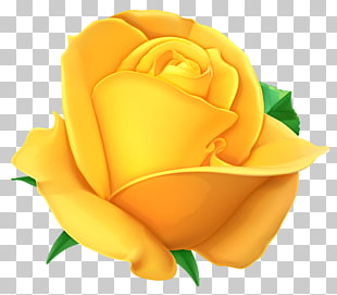 Rose Yellow , Transparent Yellow Rose , yellow rose illustration PNG clipart