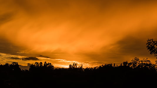 silhouetto of trees at golden hour thumbnail
