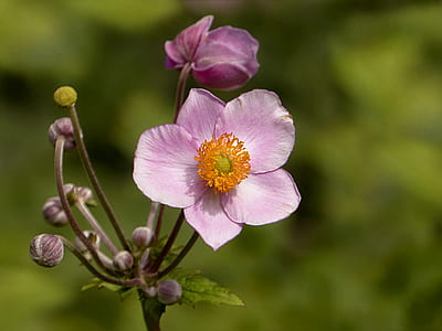 closeup photo of purple flowers thumbnail