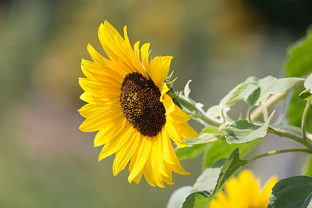 nature, garden, petals, plant thumbnail