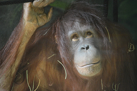 brown monkey thumbnail