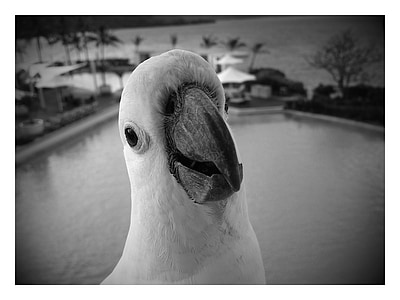 grayscale photo of white bird thumbnail