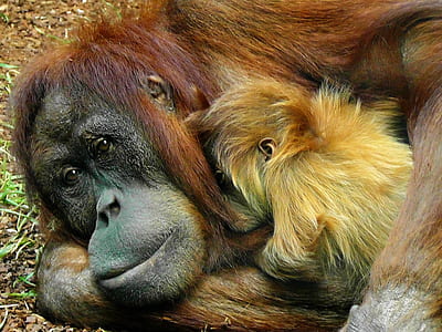 brown gorilla thumbnail