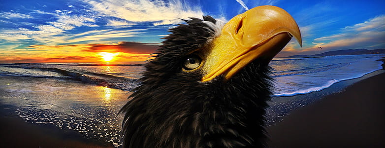 panoramic photo of bald eagle and seashore background thumbnail