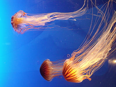 timelapse photography of jellyfish thumbnail