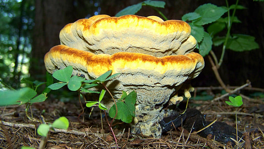 Tinder Fungus, Yellow-Brown Mushroom thumbnail