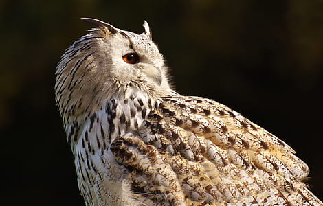 shallow focus photography of brown and beige owl thumbnail