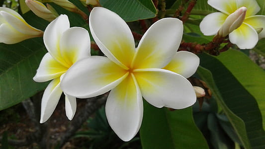 selective focus photography of white-and-yellow plumerias thumbnail