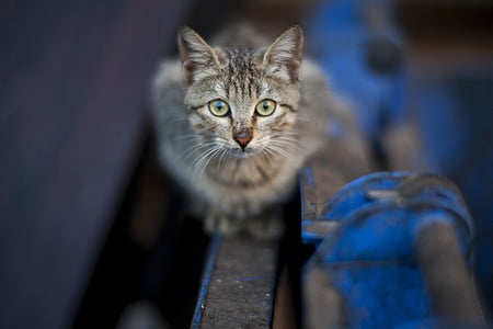 shallow focus photography of brown tabby cat thumbnail